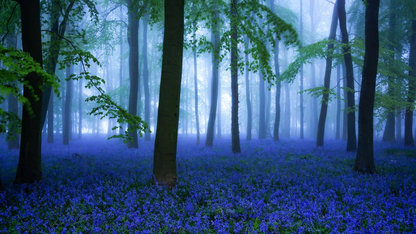 fog forest